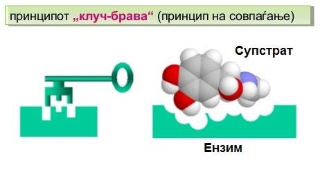 Ензимите – доказ за Божјата креација