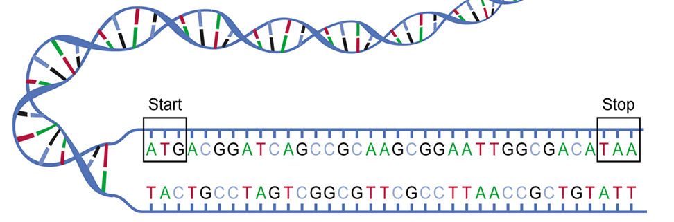ДНК – доказ за Божјата креација
