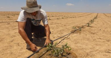 Како пустинскиот Израел стана извозник на цвеќиња?